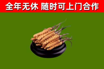 共青城市烟酒回收冬虫夏草.jpg